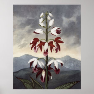 RJ Thornton - Die China Limodoron Orchid Poster