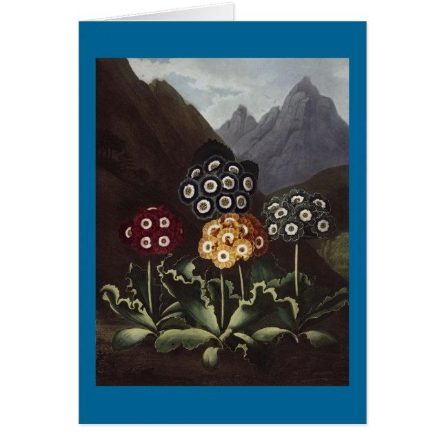 RJ Thornton - Gruppe der Auriculas (Vorne)
