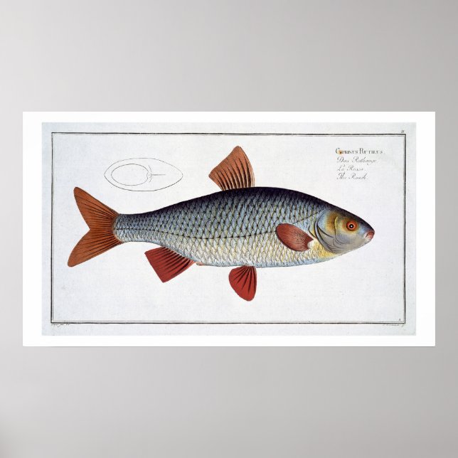 Roach (Cyprinus Rutilis), Platte II aus "Ichthyolo Poster (Vorne)