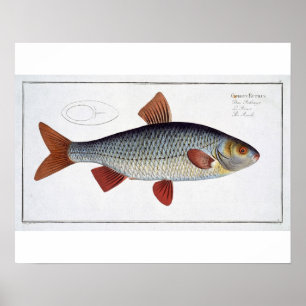 Roach (Cyprinus Rutilis), Platte II aus "Ichthyolo Poster
