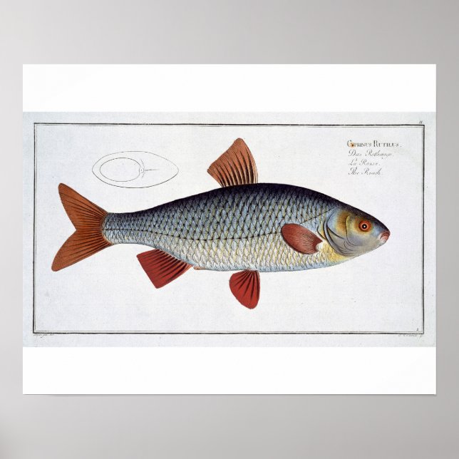 Roach (Cyprinus Rutilis), Platte II aus "Ichthyolo Poster (Vorne)