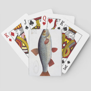 Roach (Cyprinus Rutilis) Plattform II from 'Ichthy Spielkarten