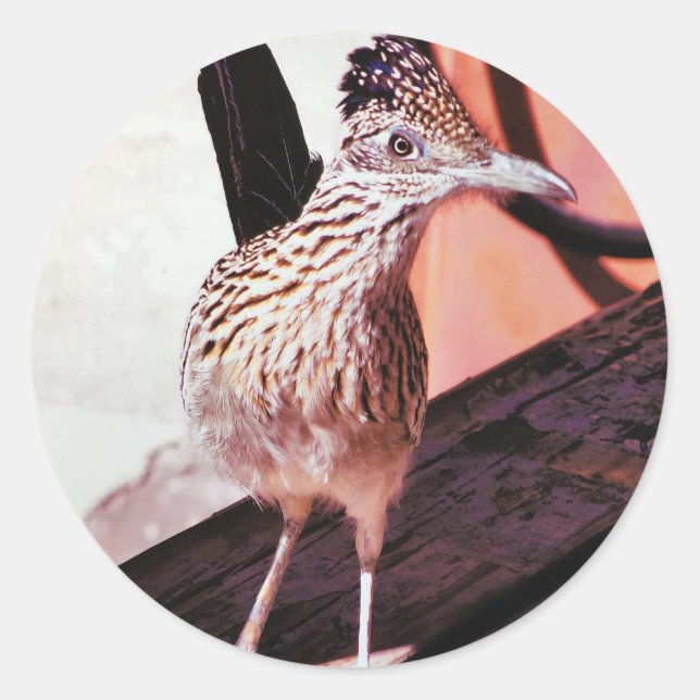 Road Runner Arizona Wüste Bird Kuckuckoo Sticker (Vorderseite)