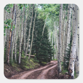 Road Through The Birch Quadratischer Aufkleber