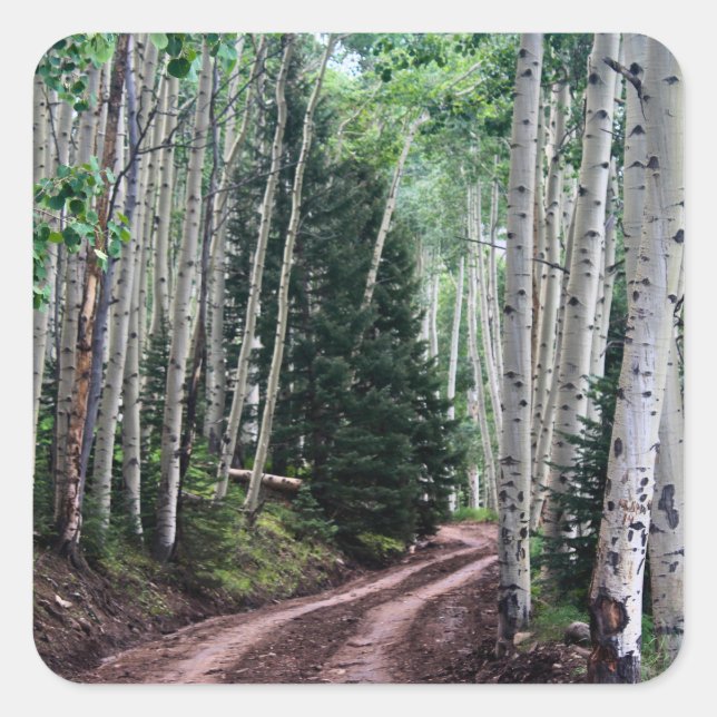 Road Through The Birch Quadratischer Aufkleber (Vorderseite)