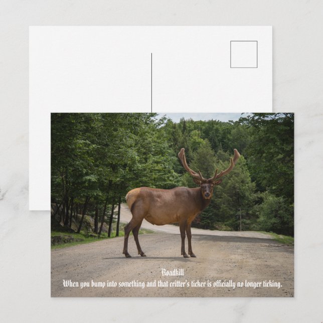 Roadkill Postkarte (Vorne/Hinten)