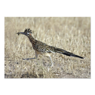 Roadrunner Fotodruck