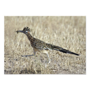 Roadrunner-Fotografie-Druck Fotodruck