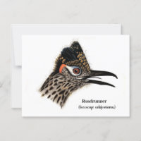 Roadrunner (Geococcyx californianus)