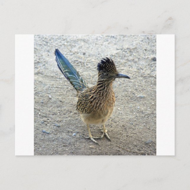 Roadrunner Postkarte (Vorderseite)