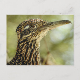 Roadrunner Postkarte