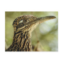 Roadrunner Postkarte