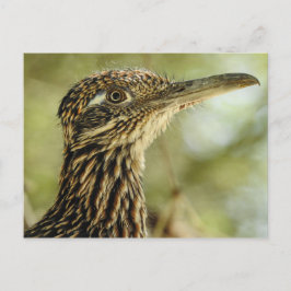 Roadrunner Postkarte