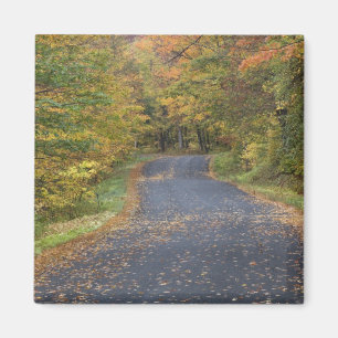 Roadside fallfoliage, Southern Vermont, USA Magnet