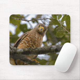 Roadside Hawk, Wildlife Aviary Fotografy Mousepad
