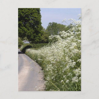 Roadside Hedgerow Herefordshire Postkarte