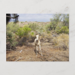 Roaming Martinez Wash Young Horse Postkarte