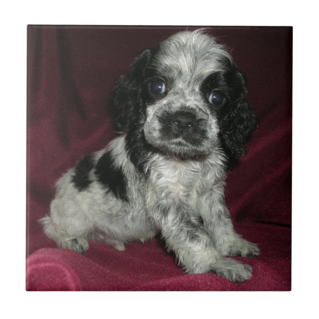 roan Amerikaner-cocker spaniel-Welpe, Apollo Fliese (Vorderseite)