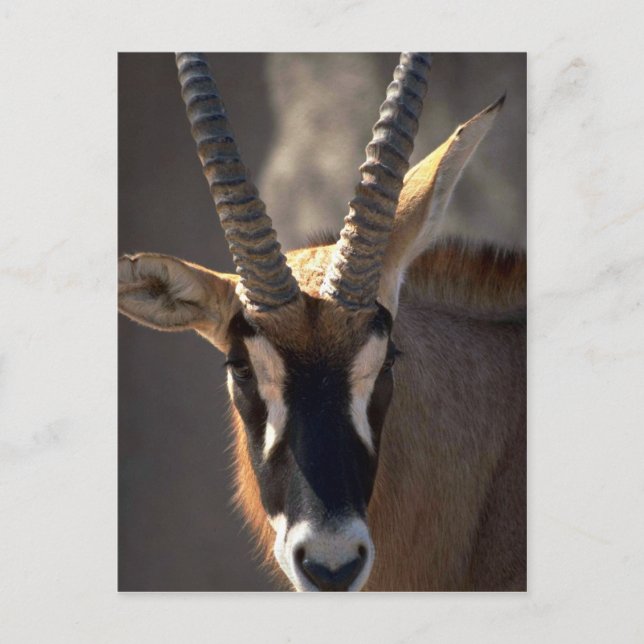 Roan Antelope Head Postkarte (Vorderseite)