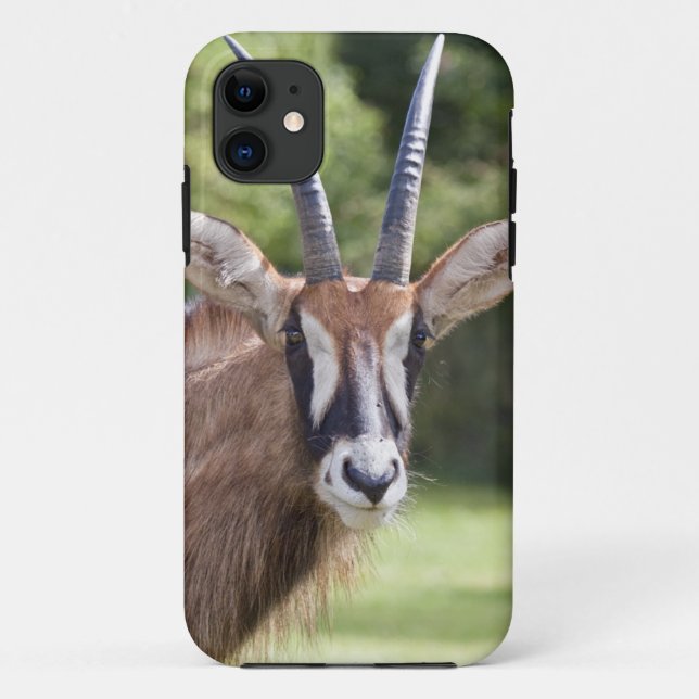 Roan Antelope iPhone 5 Fall Case-Mate iPhone Hülle (Rückseite)