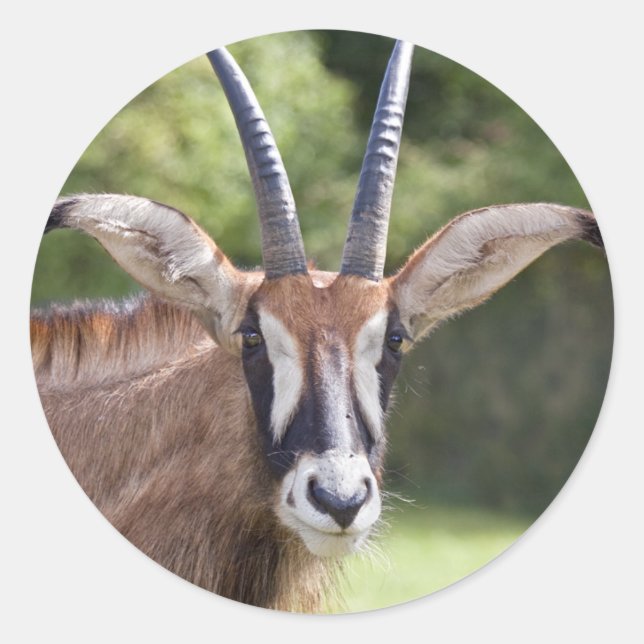 Roan Antelope Sticker (Vorderseite)