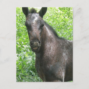 Roan Colt Postcard Postkarte