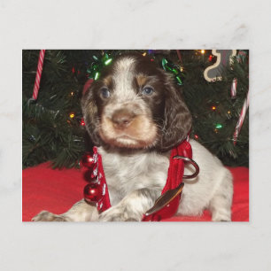 Roan englischer Springerspaniel-Weihnachtswelpe Feiertagspostkarte