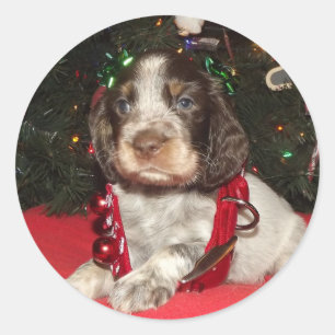 Roan englischer Springerspaniel-Weihnachtswelpe Runder Aufkleber