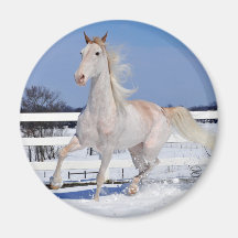 Roan in Snow