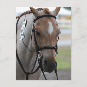 Roan Pony Postcards Postkarte