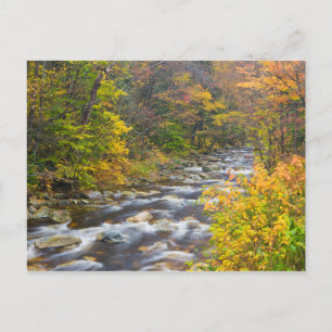 Roaring Brook im Herbst in Vermonts Grünen 2 Postkarte