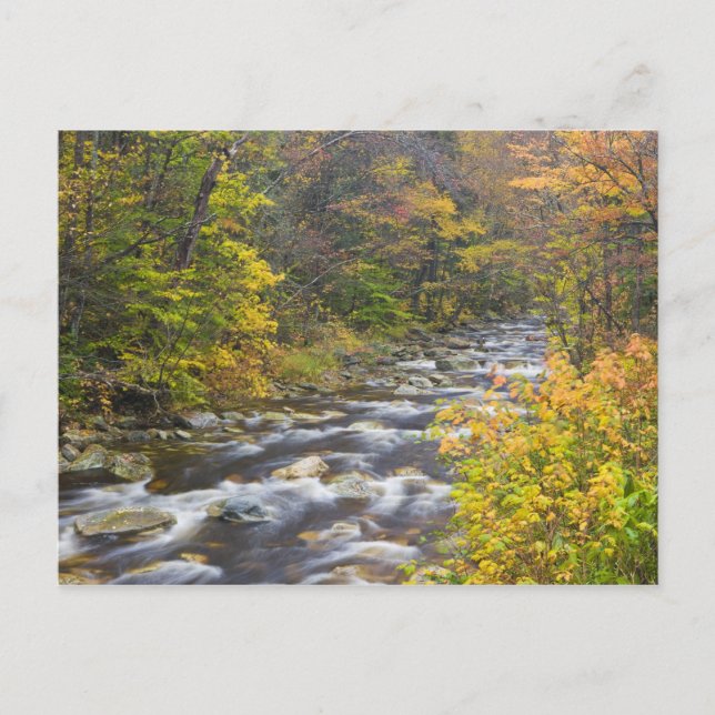 Roaring Brook im Herbst in Vermonts Grünen 2 Postkarte (Vorderseite)
