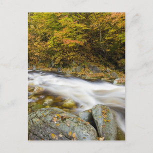 Roaring Brook im Herbst in Vermonts Grünen Postkarte