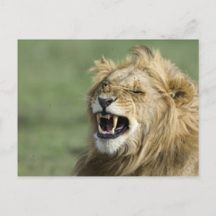 Roaring Lion Postkarte