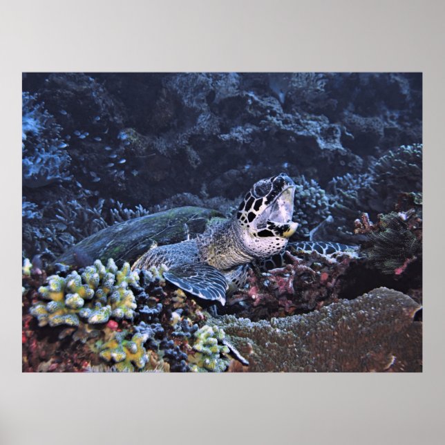 Roaring Turtle Poster (Vorne)