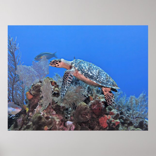 Roatan Hawksbill Poster (Vorne)