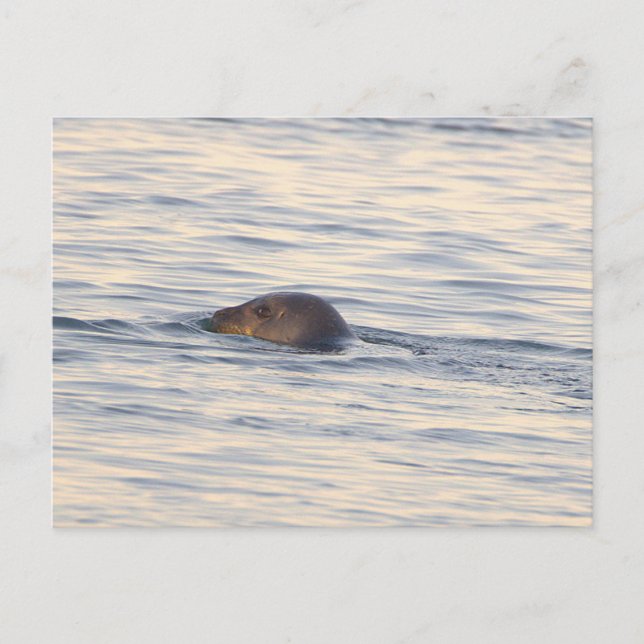 Robbe im Ozean Foto Postkarte (Vorderseite)