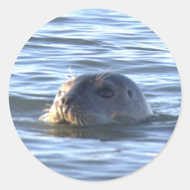 Robbe Schwimmt im Ozean Sticker (Vorderseite)
