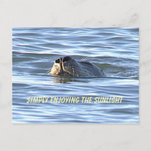Robben-Foto-Postkarte Postkarte