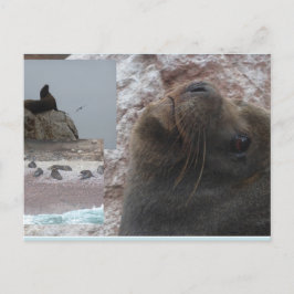 Robben Nahaufnahme Peru Collage DIY Postkarte