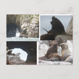 Robben Peru Kollage DIY Postkarte