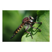 Robber Fly