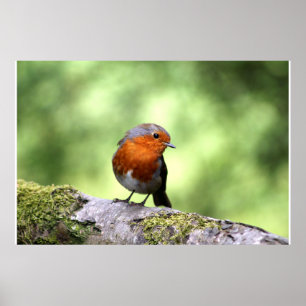 Robbin RedBrust Poster