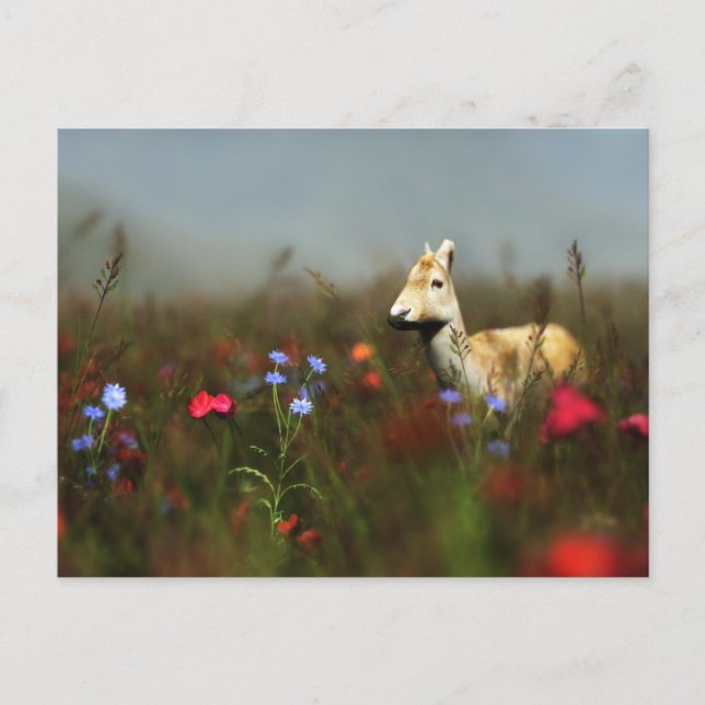 Robe in einer Wiese-Postkarte Postkarte (Vorderseite)