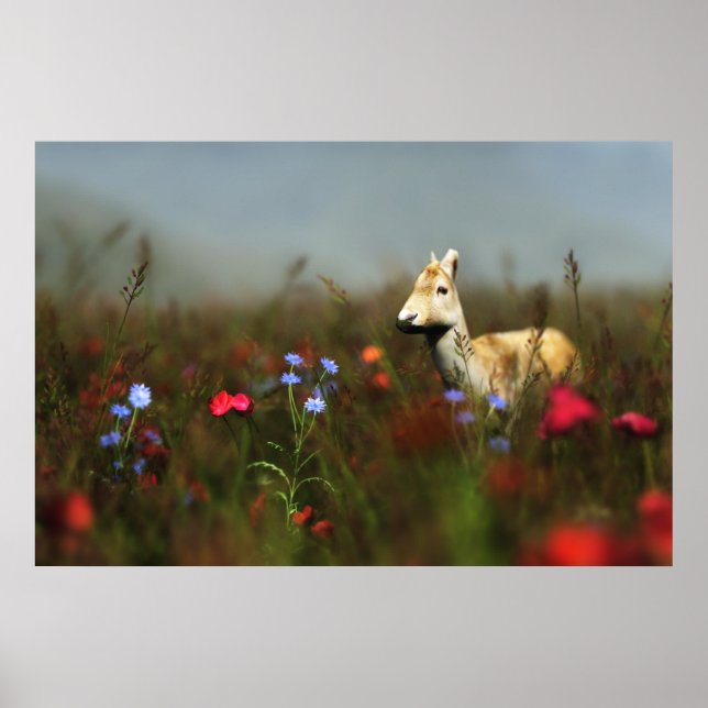 Robe in einer Wiese Print Poster (Vorne)