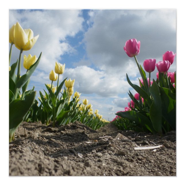 Robe und rosa Tulpen mit Blue Sky Poster (Vorderseite)