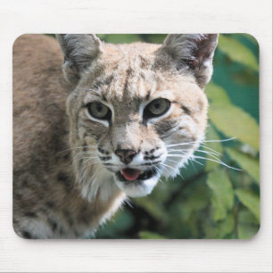 Robert J. Bobcat Mousepad