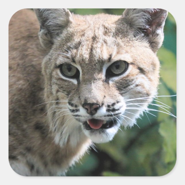 Robert J. Bobcat Quadratischer Aufkleber (Vorderseite)