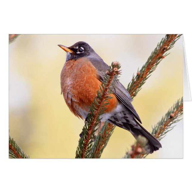 Robin à pompe (Devant horizontal)