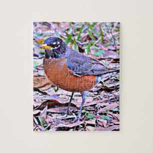 Robin (American Robin)